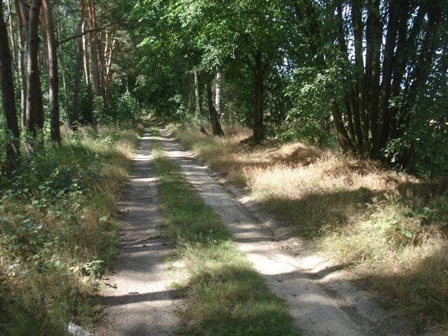 Waldweg